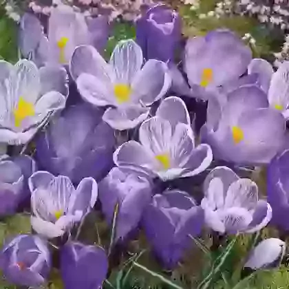 Large Flowering Blue Crocus - 3 Colours